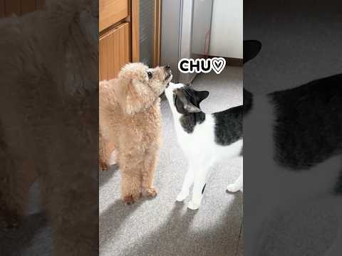 猫に熱烈チューされる犬#shorts