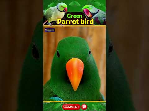 Green Parrot's Sounds | Nature’s Vibrant Talkers—Tale of Color and Charm | Creative Nature #birds