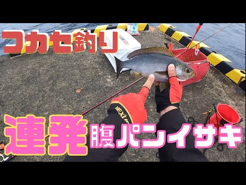 大島でフカセ釣り。5月初旬でイサキがすでに腹パン！今年は1ヶ月早い。