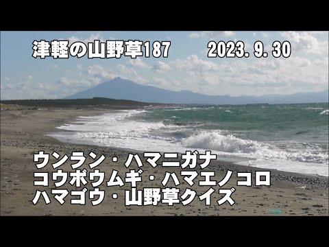 津軽の山野草187(ｳﾝﾗﾝ、ﾊﾏﾆｶﾞﾅ、ｺｳﾎﾞｳﾑｷﾞ、ﾊﾏｴﾉｺﾛ、ﾊﾏｺﾞｳ、山野草ｸｲｽﾞ、龍泊ﾗｲﾝﾐﾆ情報)