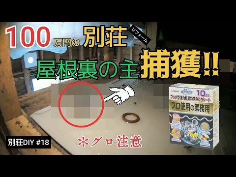 【別荘DIY #18】屋根裏の主を捕獲！その正体とは？！／貯めた小遣い100万円で築41年190坪土地付き別荘買った！