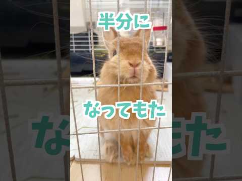 顔が半分になってしまったうさぎ。#ネザーランドドワーフ #コッペパン #うさぎ  #うさぎのいる暮らし #ウサギ #うさぎのいる生活 #shorts