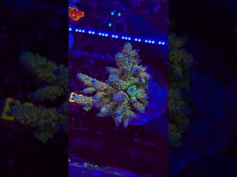 Sneak Peek At A FIRE Acro We Have Cooking! #shorts #acropora #reeftank #coral #sps #rainbow