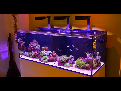 Serene 'SoftScape' Reef Tank by Aquarium Design Group