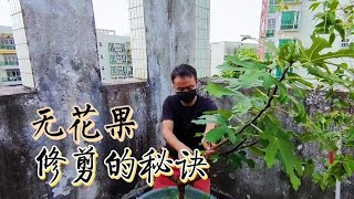 無花果豐產的秘訣，剪枝是關鍵，這樣一修一剪，好看又結果多