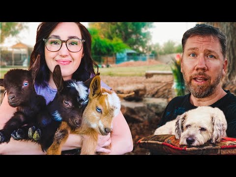 Welcoming new BABY GOATS...and saying goodbye to our 16-year old dog