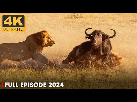 WILD SAVANNAH | LION PRIDE and Challenges in the Land of Predators | Nature Animal documentary