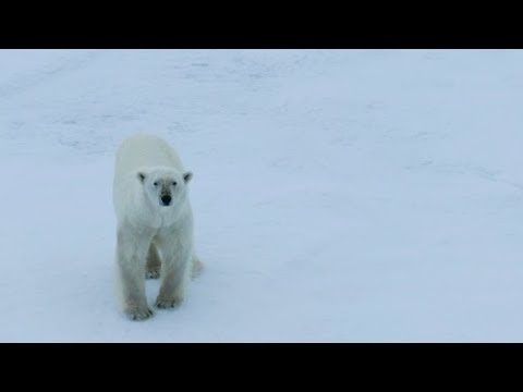 A polar bear moving closer to an icebraker in the Arctic Ocean - July 2017