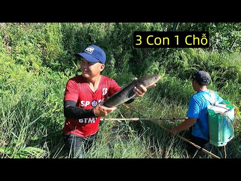 Kích Trúng Ổ Cá Lóc 3 Con To Như Bắp Chân Rúc Trong Đám Cỏ | Thú Vui 3 Miền