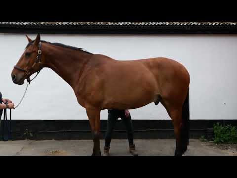 Horse Exercises | Abdominal Lift