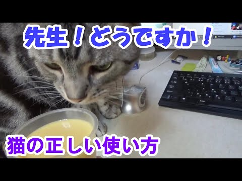 猫の正しい使い方（アメリカンショートヘア）