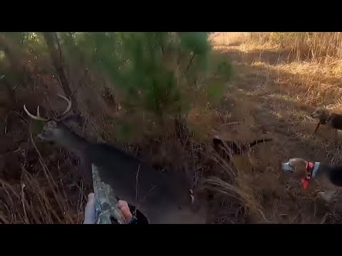 Action Clips from 2023 Deer Season (Part 2)