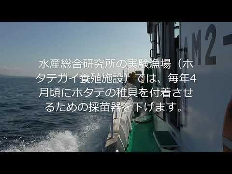 水産総合研究所試験船・なつどまりのホタテガイ調査③（採苗器投入作業）　WS18