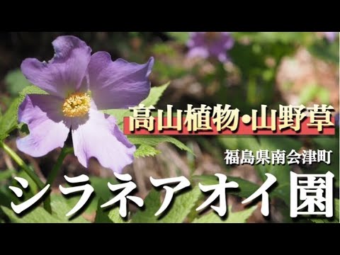 【シラネアオイ園③】 5/3 皆さんと一緒に花活してきました　福島県南会津町シラネアオイ園