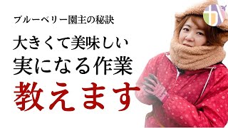 【プロ直伝】ブルーベリー剪定と一緒にすると収穫量が増えるカンタンで意外な方法を教えます