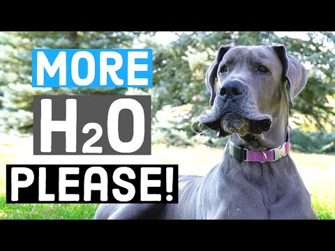 Staying Hydrated on Long Walks & Hikes: Great Dane Quick Tip!