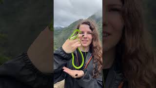 Green small beautiful snake #shorts #shortvideo #shortsfeed #snake #smallsnake