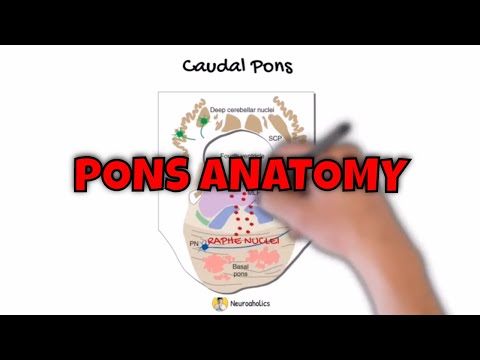 Pons anatomy - Brainstem | Neuroaholics