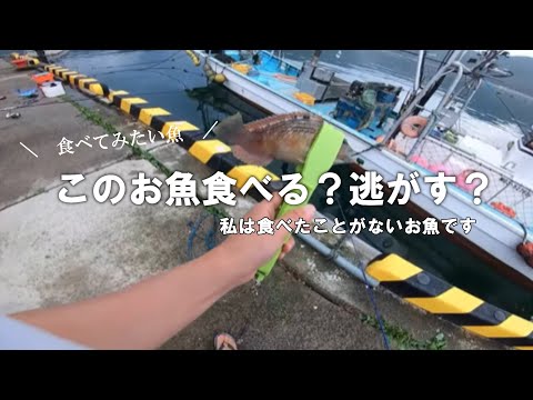 【宮城釣り】ベラが釣れました。このお魚、食べられるの？