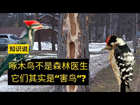 啄木鸟不是森林医生，它们其实是“害鸟”？- 知识说