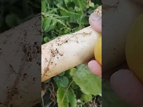 Radish harvest from my terrace garden