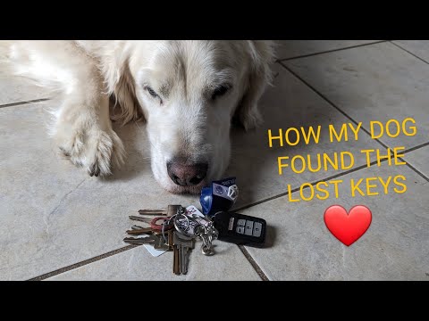 How my dog found the lost keys @GabieCocoMarmora