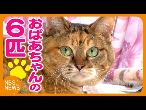 おばあちゃんのかわいい６匹