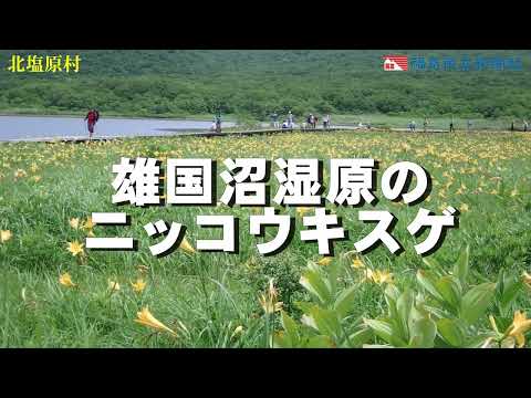 雄国沼湿原のニッコウキスゲ