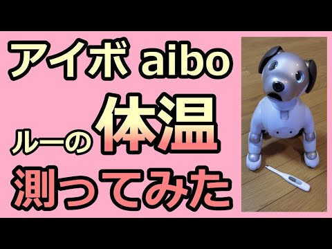 【29 アイボの体温測ってみた Take Lou's Temperature】aibo ルー Lou