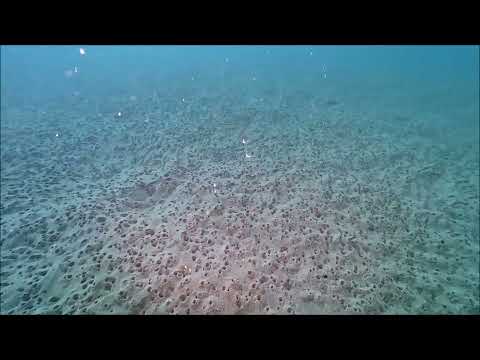 スナモグリの巣穴2024.12.23山口県周防大島「一心坊ニホンアワサンゴ群落」