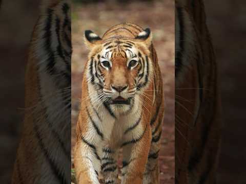 Van Vihar national park