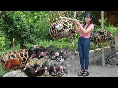 Catch geese, chickens and bring them down the mountain to sell, harvest Nhan Tran to dry