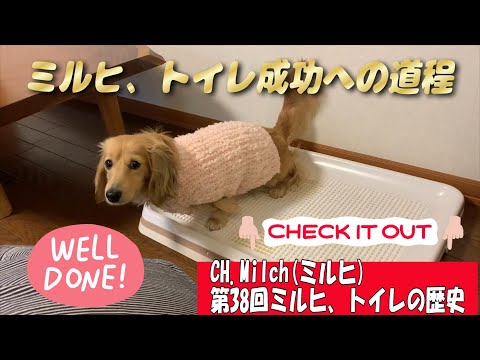 第38回ミルヒ、トイレの歴史   #カニンヘンダックス  #ダックスフンド  #子犬  #ミニチュアダックス  #犬のいる暮らし #ペット動画  #cutedog #dog #richelle