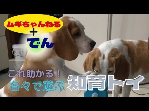 【ビーグル】知育トイのありがたみを感じる今日この頃…