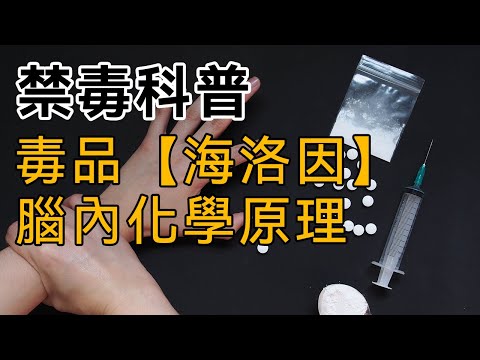 【禁毒科普】第十五集：毒品【海洛因】的腦內化學原理