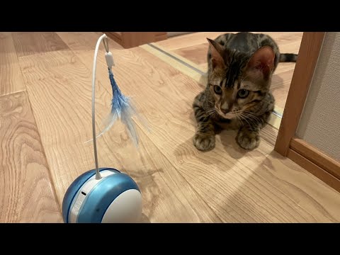 新しいおもちゃが気になるけど遊んでくれないベンガルの子猫