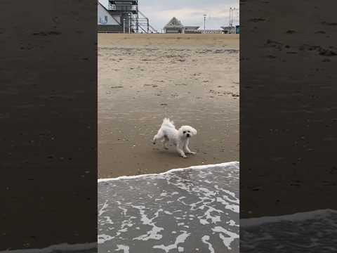 Buddy’s First Ocean Experience!