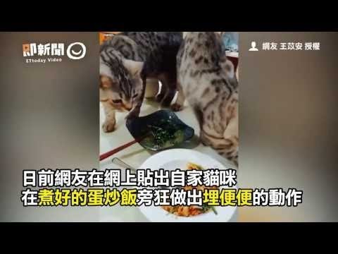 喵皇對著「蛋炒飯」狂撥砂？　網笑：這是榴槤套餐嗎XD 保安！可以讓貓皇這樣埋了又埋的嗎！