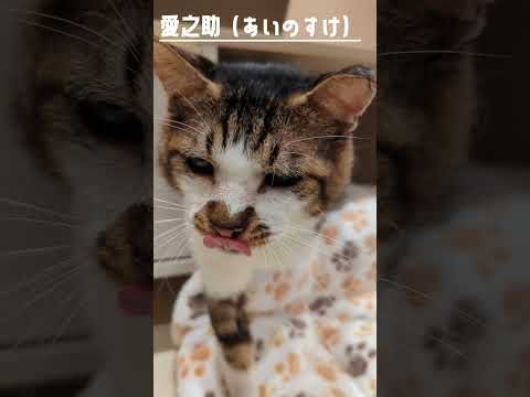 【譲渡動物紹介】愛之助01