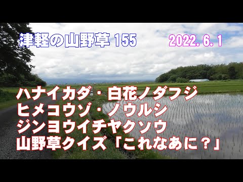 津軽の山野草155(ﾊﾅｲｶﾀﾞ・白花ﾉﾀﾞﾌｼﾞ・ﾋﾒｺｳｿﾞ・ﾉｳﾙｼ・ｼﾞﾝﾖｳｲﾁﾔｸｿｳ・山野草ｸｲｽﾞ)