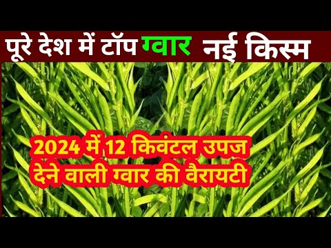 ग्वार की खेती कैसे करें। gwar ki kheti। gwar ki kheti kaise karen। how to do cluster bean farming