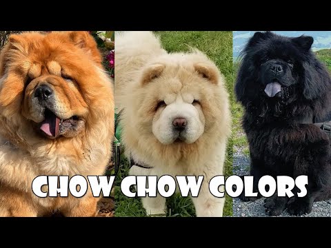 05 Different Types of Chow Chow Colors - Which is your Favorite ?