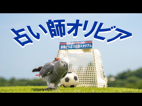 【ヨウム】オリビアが女子サッカーW杯グループステージ日本戦を占いました