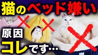 絶対に失敗しない猫ベッドの選び方とオススメの使い方をご紹介します！