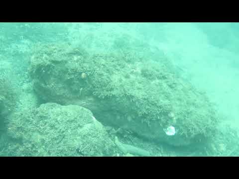 西伊豆安良里海岸　ミツボシクロスズメダイ幼魚　2018年8月18日