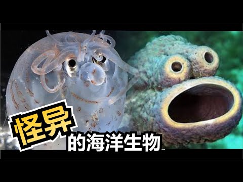 十大怪异的海洋生物，“海绵宝宝”真的存在海底吗？