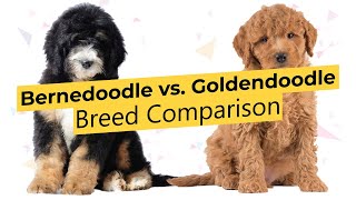 Bernedoodle vs. Goldendoodle 🐶 Breed Comparison 🐶