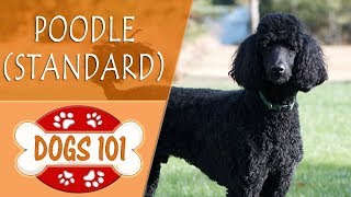 Dogs 101 - POODLE (STANDARD) - Top Dog Facts About the POODLE (STANDARD)