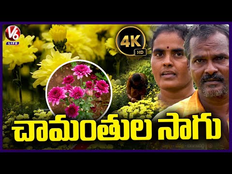 Chamanthi Flowers Farming | Ranga Reddy District | V6 Life