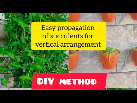 Propagation of succulents from cuttings #youtubevideo#vertical arrangement#homegardening #yt